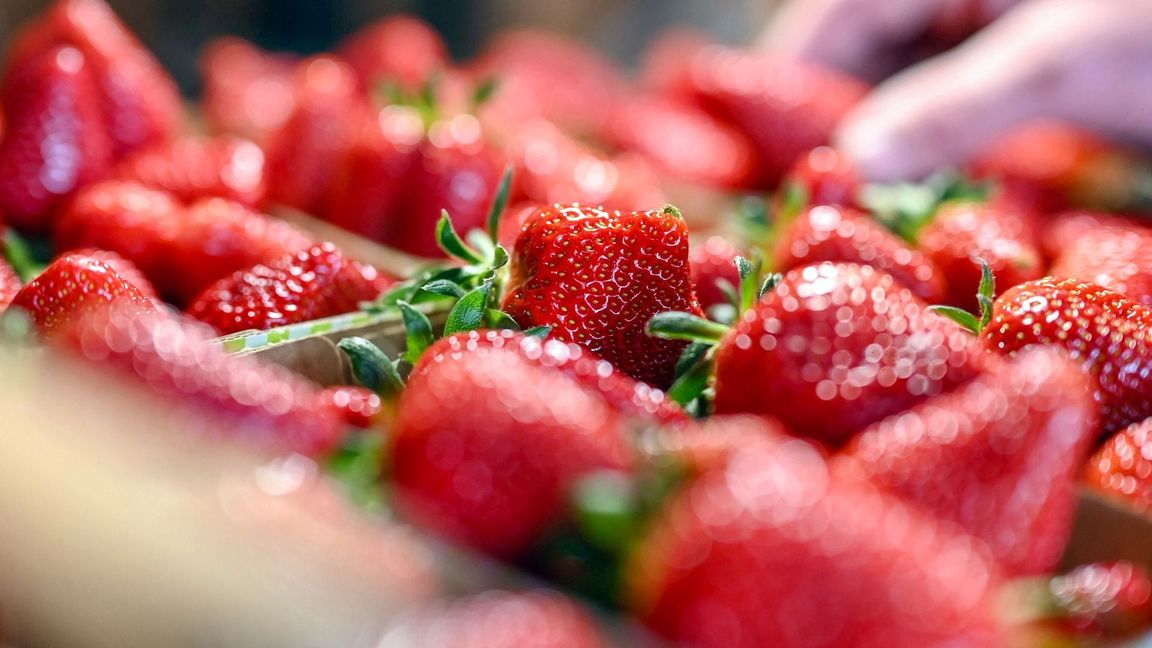 Jetzt gibt es Erdbeeren so günstig wie nie in der Saison. (Archivbild)