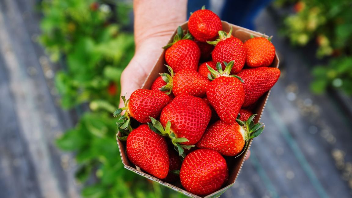 Die 500-Gramm-Schale gibt es nun mancherorts schon für weniger als zwei Euro. (Archivbild)