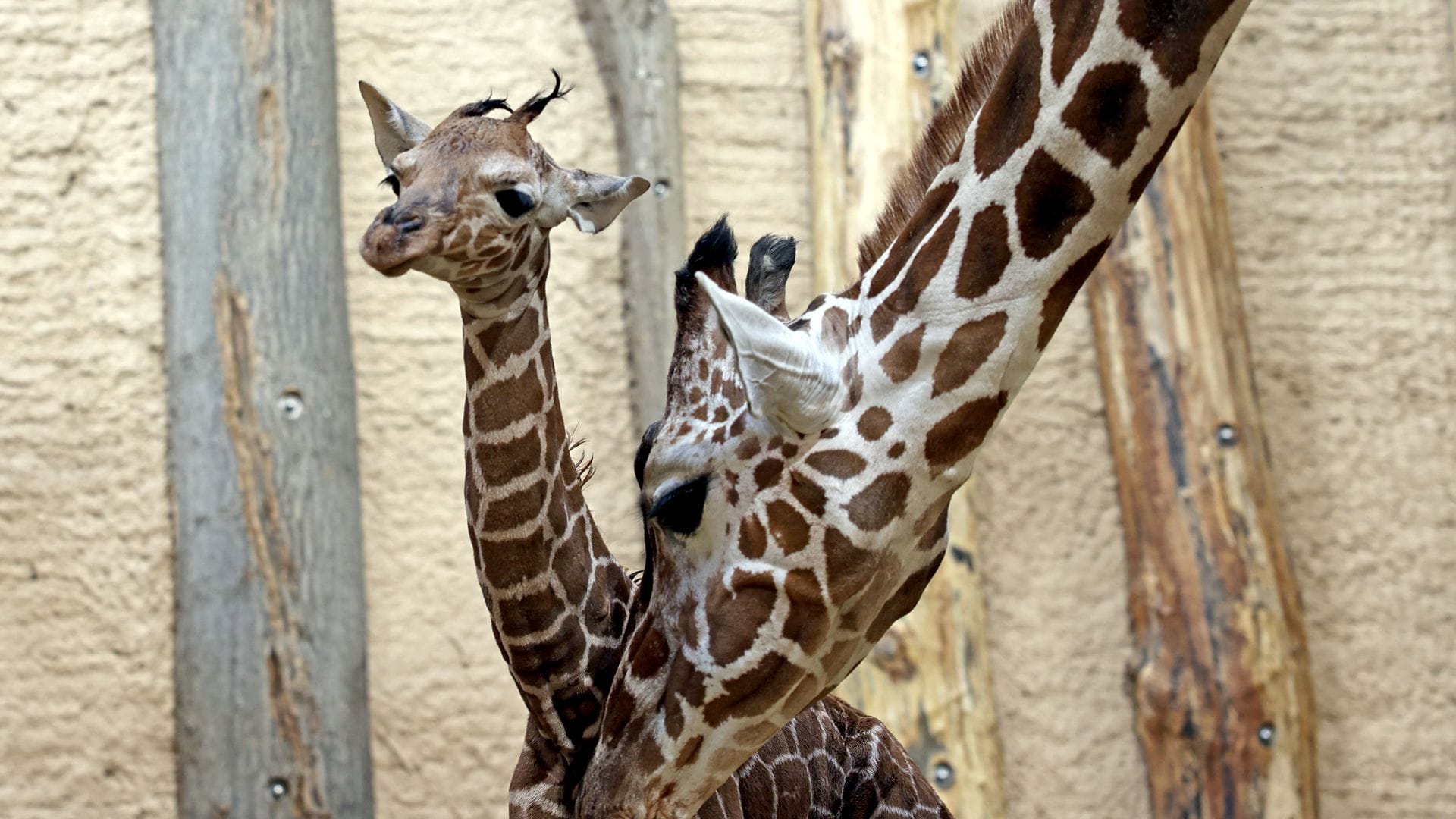 Die Giraffenkuh Wahia bringt ihren Nachwuchs nach 15 Monaten Trächtigkeit zur Welt.