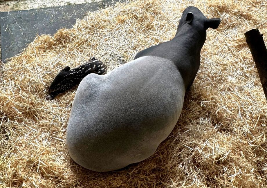 Schabrackentapir Muttertier Maya mit ihrem neugeborenen Kalb am 4. Oktober