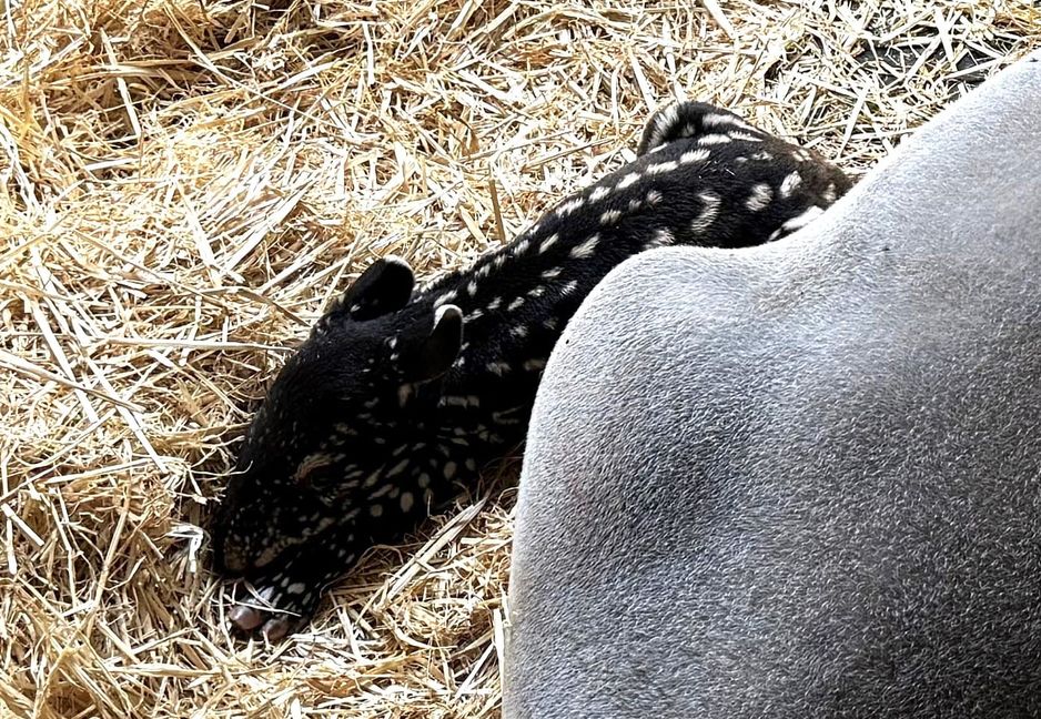 Das am 4. Oktober geborene Tapirkalb, Geschlecht noch unbekannt.