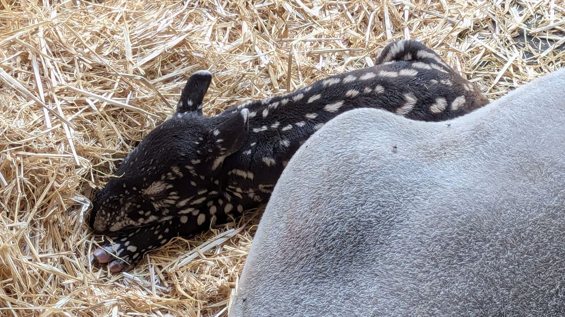 Das am 4. Oktober geborene Tapirkalb, Geschlecht noch unbekannt.