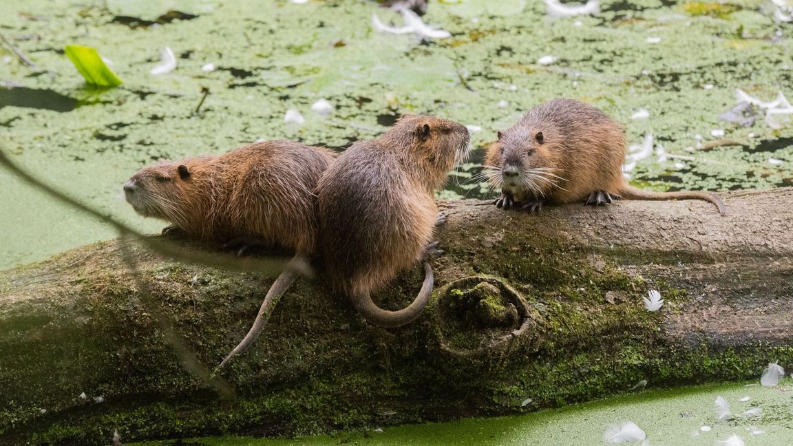 Die Nutrias sorgen für Schäden an Uferböschungen, Deichen und Hochwasserschutzanlagen (Symbolbild).