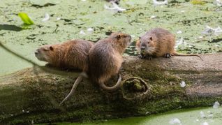 Die Nutrias sorgen für Schäden an Uferböschungen, Deichen und Hochwasserschutzanlagen (Symbolbild).