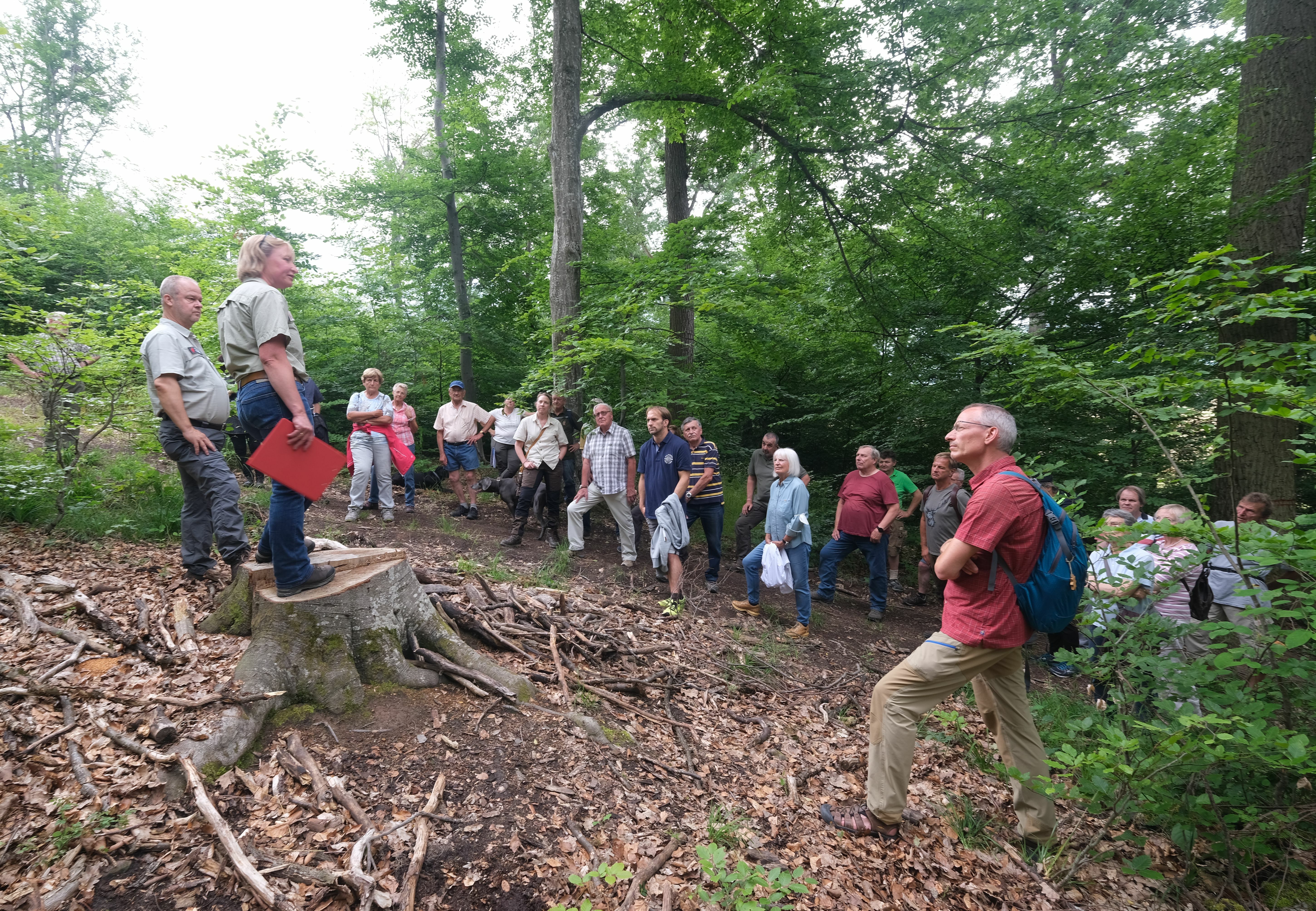 Alexandra Radlinger, Forstamtsleiterin für die nördlichen Wälder im Landratsamt Böblingen, nutzt beim öffentlichen Waldbegang des Magstadter Gemeinderats den Baumstumpf einer alten Rotbuche als Podest; hinter ihr der Magstadter Revierförster Jochen Müller. Bild: Reichert