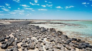 Stromatolithen in Australien.