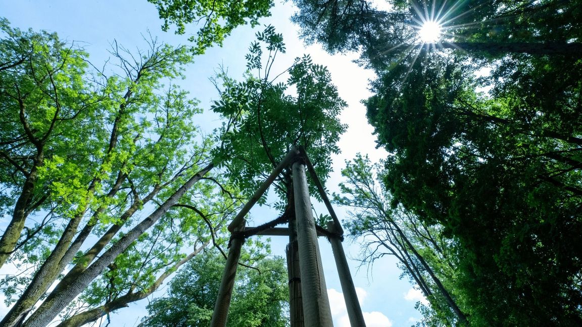 Lange Trockenperioden machen immer mehr Bäumen in historischen Parks zu schaffen.