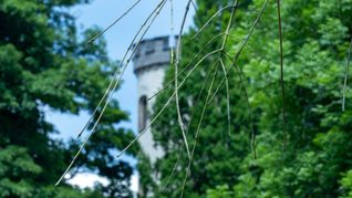 Hinter einer Trauer-Esche, deren Zweige vom Eschentriebsterben gezeichnet sind, ist ein Turm des Schlosses Rosenau zu sehen.