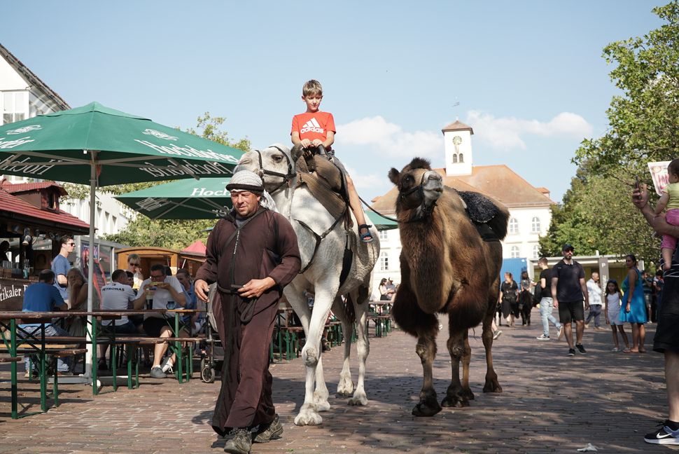 Als kämen sie just aus dem fernen Osten über die Seidenstraße direkt auf den Marktplatz: Kamele beim Sindelfinger Mittelaltermarkt.   Bild: Heiden