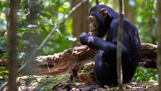 Durch die Abholzung bestimmter Palmen fehlen Schimpansen in Uganda wichtige Mineralstoffquellen. Sie schwenken daher auf Fledermausexkremente um.