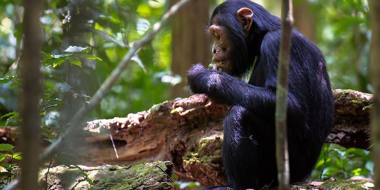 Durch die Abholzung bestimmter Palmen fehlen Schimpansen in Uganda wichtige Mineralstoffquellen. Sie schwenken daher auf Fledermausexkremente um.
