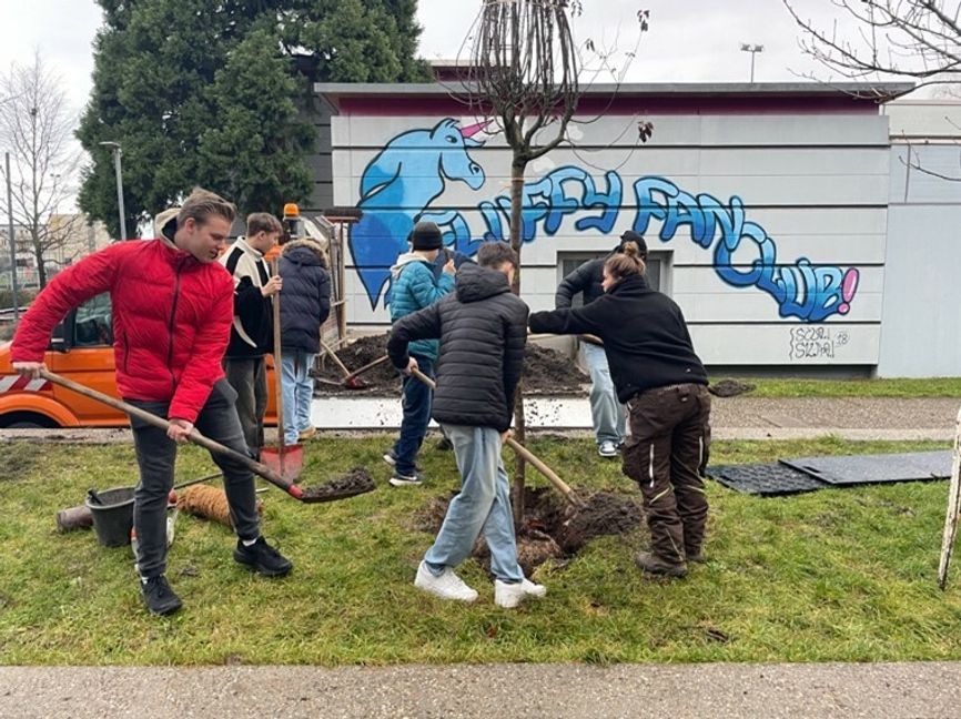 Die Schüler des OHG packten bei der Pflanzung der beiden Bäume mit an. Bild: z