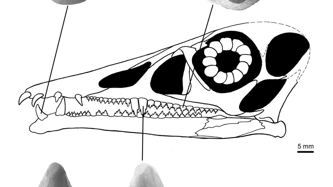 Zähne des Flugsauriers Eudimorphodon