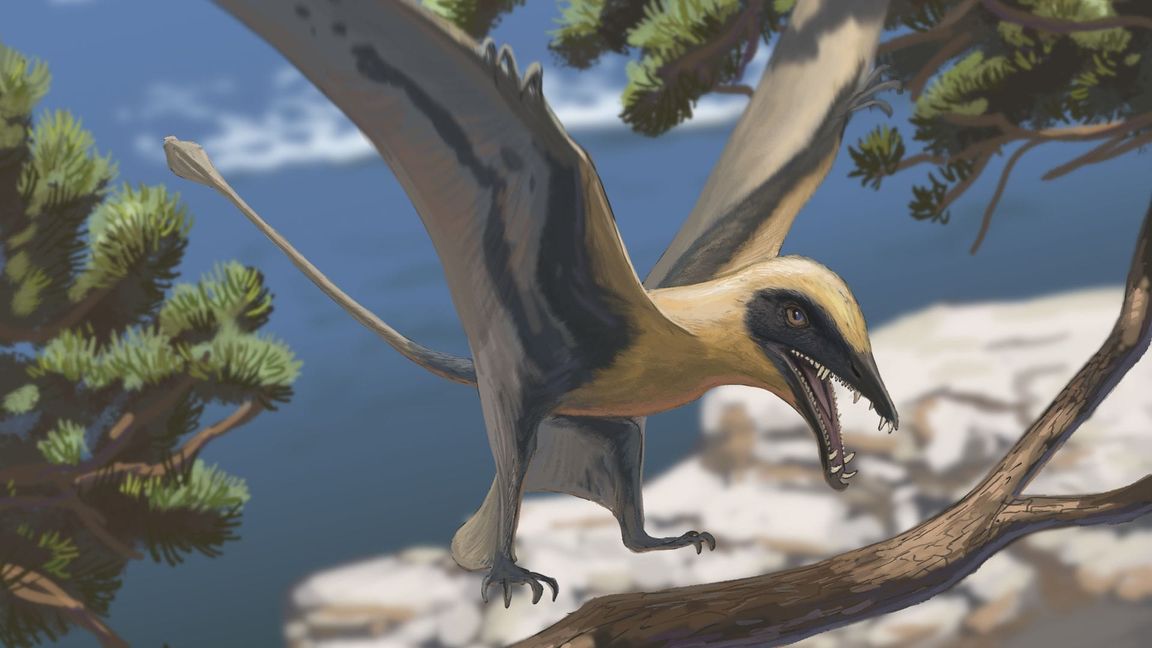 Rekonstruktion des Flugsauriers Eudimorphodon