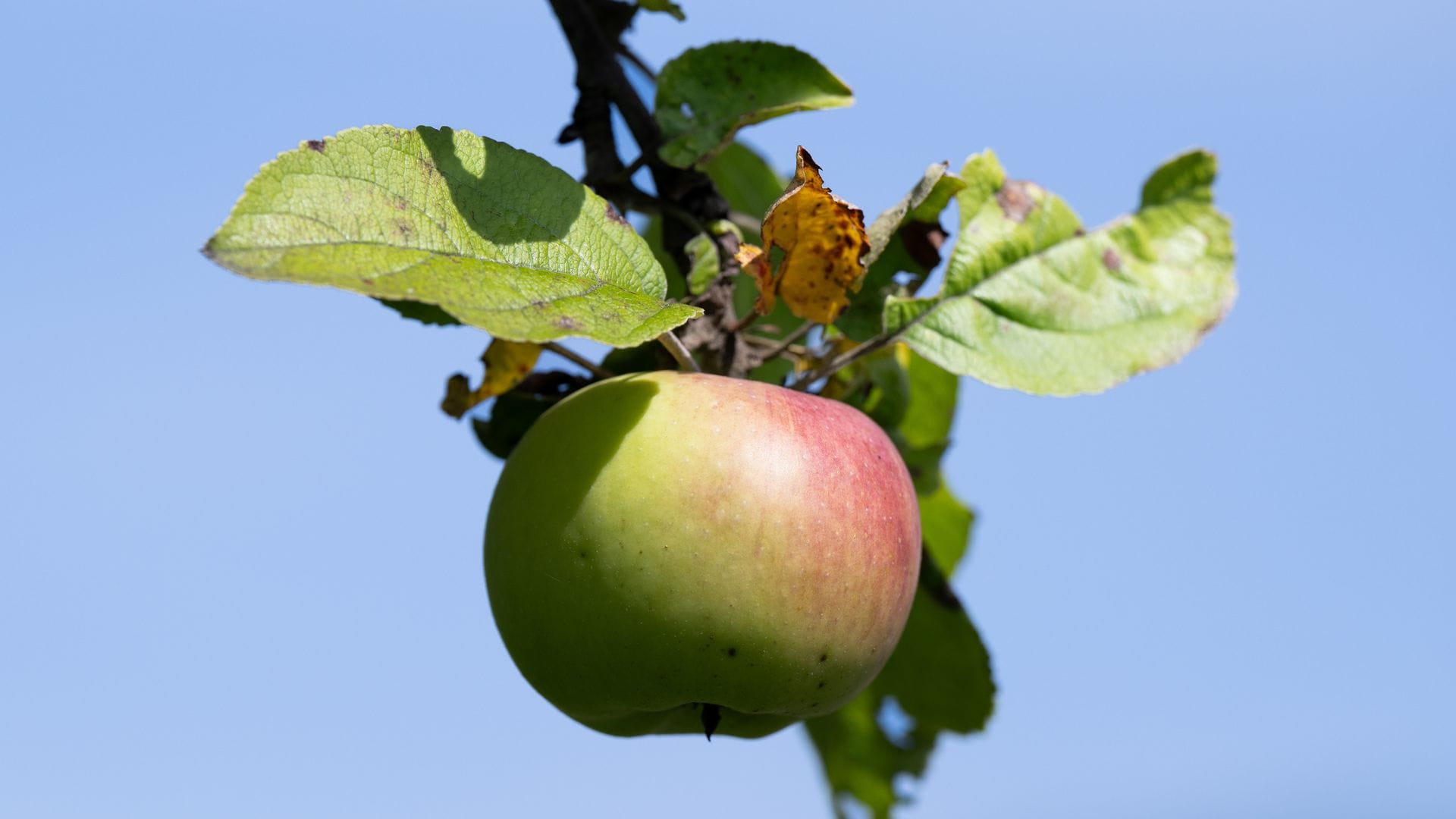 Äpfel von Streuobstwiesen werden bevorzugt zu Apfelwein verarbeitet. (Archivbild)