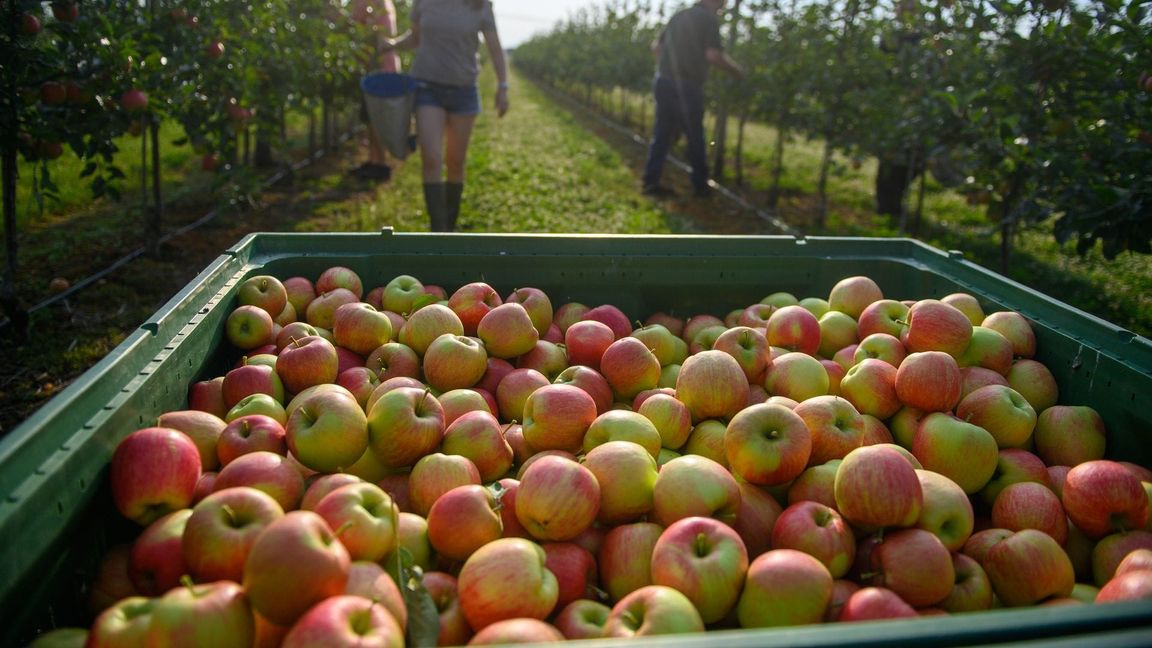 Ein paar Äpfel sind dann doch dran. Die Obstbauern erwarten aber eine schwache Gesamternte. (Archivbild)