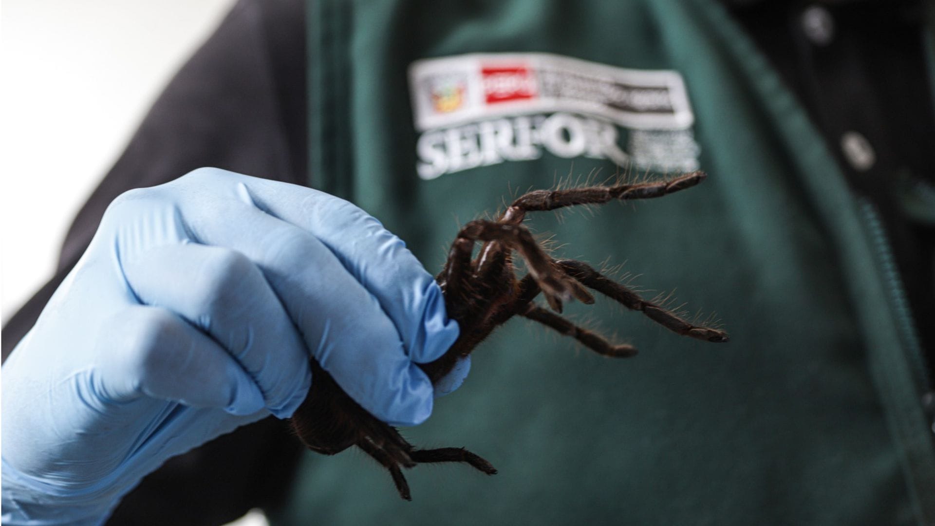 Der Mann wollte Hunderte Vogelspinnen schmuggeln.