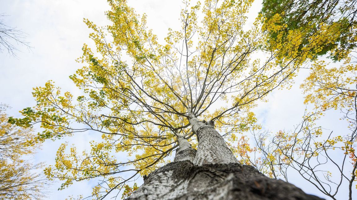 Die Zitterpappel steht für Widerstandskraft, Artenvielfalt sowie Erneuerung.