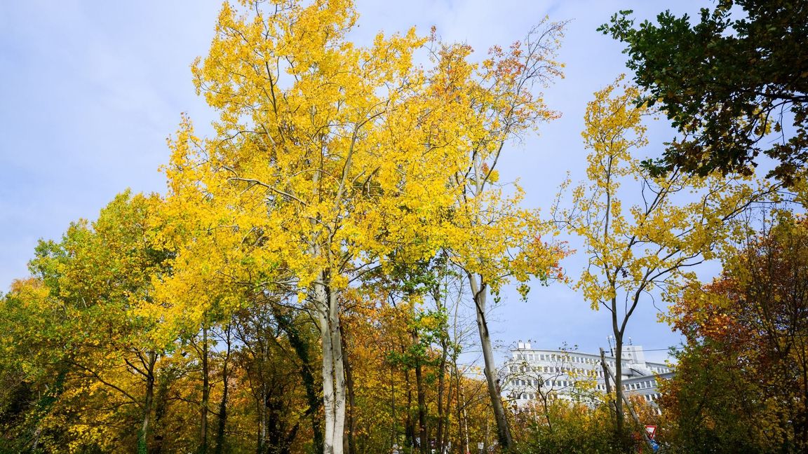 Eine Zitterpappel (Populus tremula) - auch Espe oder Aspe genannt - steht an einem Parkplatz. Die Zitterpappel ist Baum des Jahres 2026.