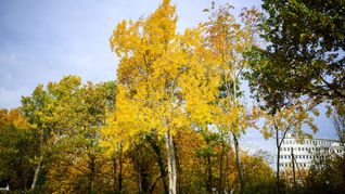 Die Zitterpappel (Populus tremula) - auch Espe oder Aspe genannt -  ist Baum des Jahres 2026.