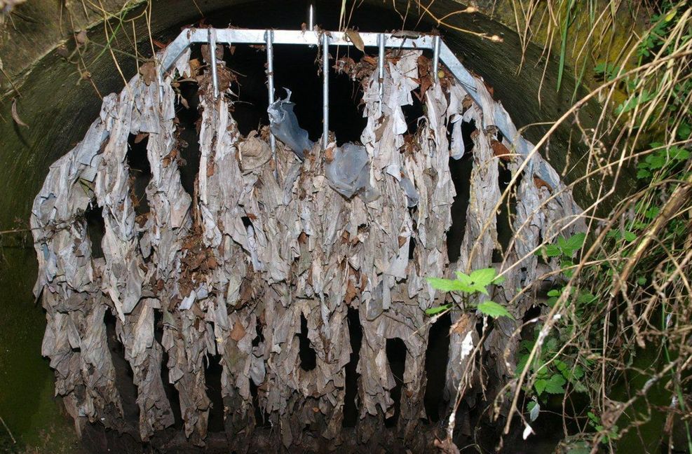 Ein Kanalrohr bei Lauffen am Neckar, das direkt in einen Bach führt – das WC-Papier zeigt, welche Art von Abwasser hier durchgelaufen ist.