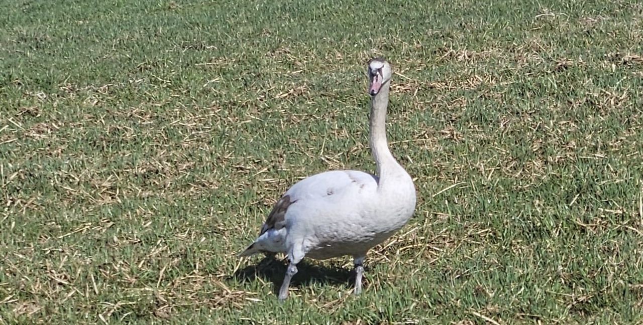 Inzwischen ist aus dem niedlichen Flauschknäul ein stattlicher Schwan geworden.