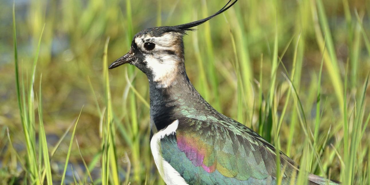 Der Kiebitz fühlt sich im Holzgerlinger Habitat wohl.
