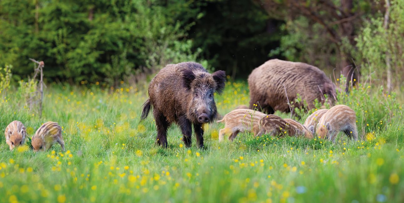 Wildschweine verteidigen ihren Nachwuchs vehement, wenn sie Gefahr sehen.