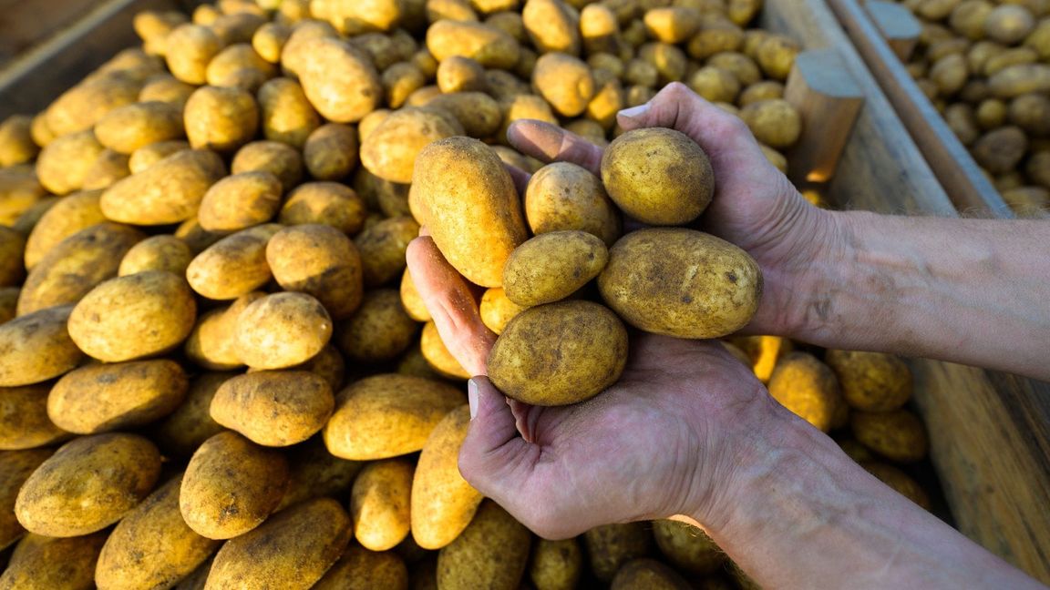 Werden sie mal Pommes, Püree oder Chips? Ein Landwirt hält frisch geerntete Kartoffeln der Sorte Lea in den Händen. (Foto: Archiv)