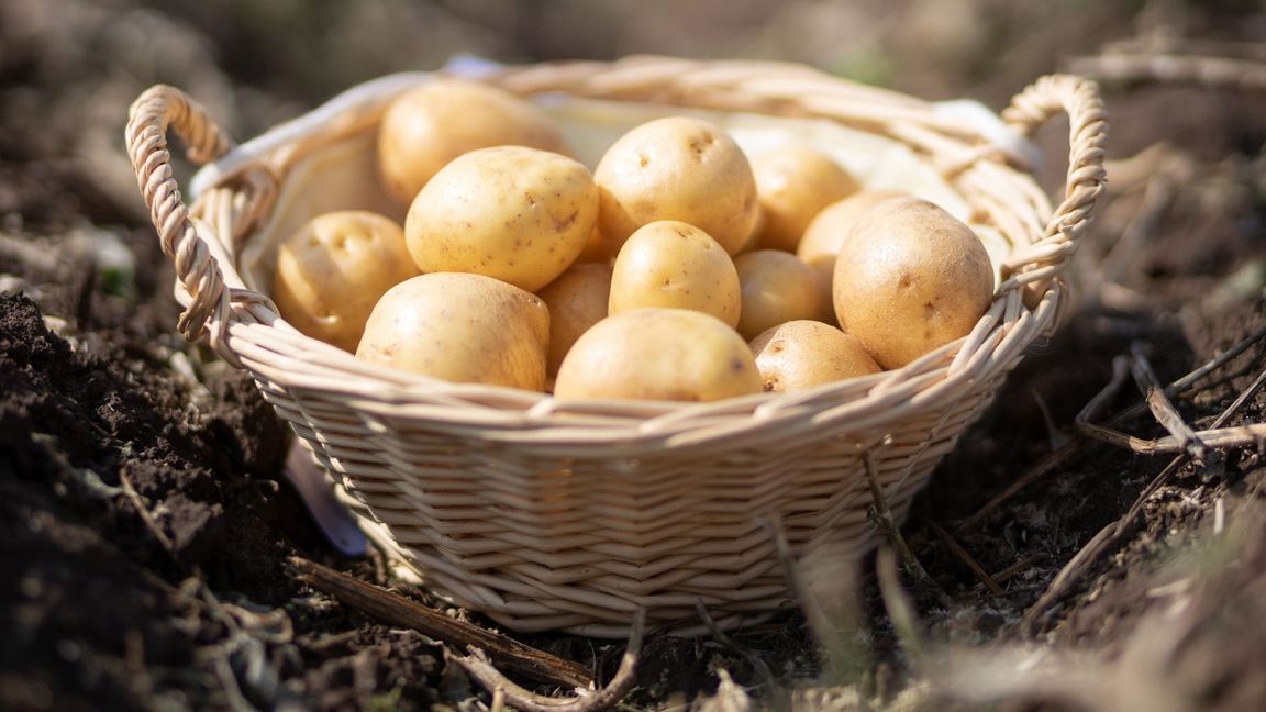 Ein Korb mit Kartoffeln der Sorte "Gala" steht auf einem Feld in Thüringen. (Foto: Archiv)