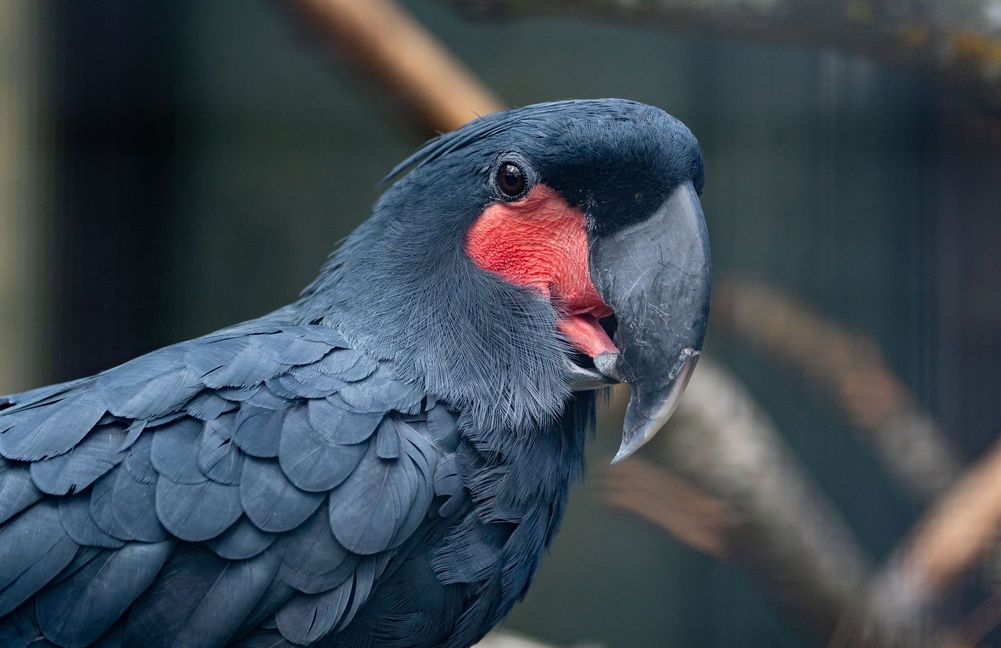 Sie können auch groß und schwarz sein wie der Palmkakadu.
