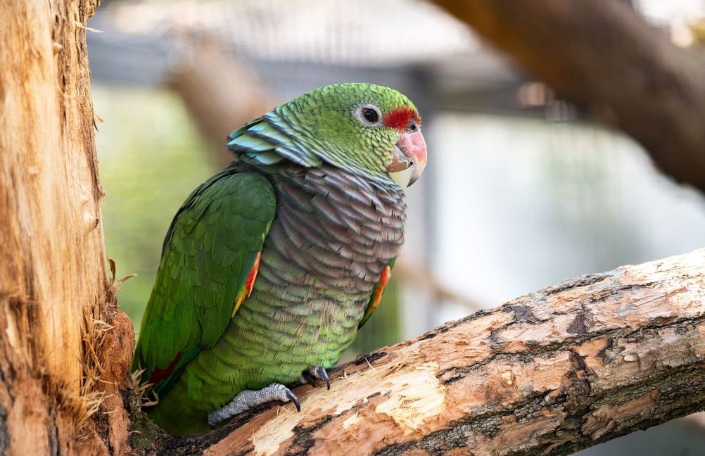 Für die Taubenhalsamazone unterstützt die Wilhelma ein Schutzprojekt in Brasilien.