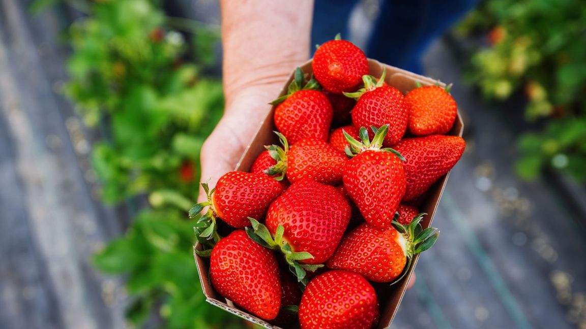 Wer Erdbeeren essen möchte, muss auch in diesem Jahr wieder tief in die Tasche greifen (Symbolbild).