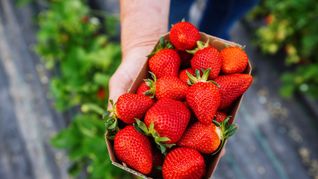 Wer Erdbeeren essen möchte, muss auch in diesem Jahr wieder tief in die Tasche greifen (Symbolbild).