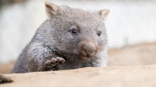 Eine US-Influencerin entriss ein Wombat-Baby der Mutter und filmte die Aktion – dafür kassierte sie im Netz einen Shitstorm. (Symbolbild)