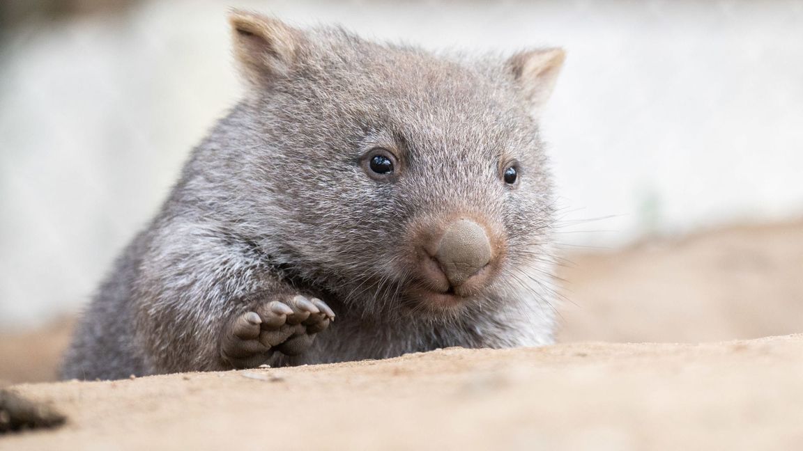 Eine US-Influencerin entriss ein Wombat-Baby der Mutter und filmte die Aktion – dafür kassierte sie im Netz einen Shitstorm. (Symbolbild)