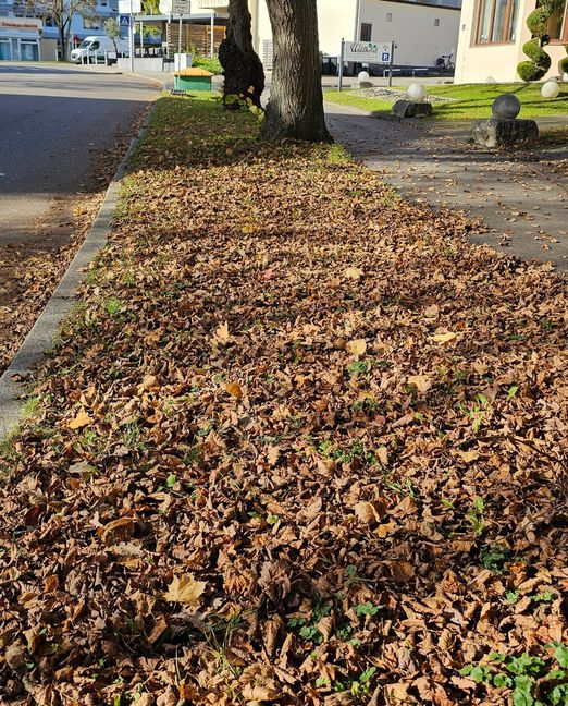Grünstreifen als Ausstiegsstelle: uneben und rutschig vom Herbstlaub.