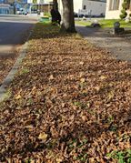 Grünstreifen als Ausstiegsstelle: uneben und rutschig vom Herbstlaub.
