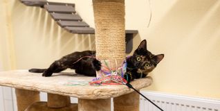Mehrere Katzen kamen trächtig ins Kreistierheim. Dieses Jahr wurden dort bereits 55 Kitten geboren (Stand Juli).