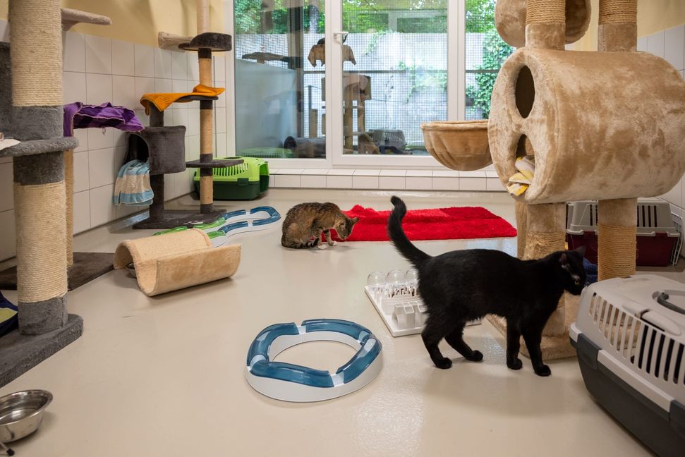 Allein dieses Jahr landeten rund 100 Fundkatzen im Kreistierheim (Stand Juli).