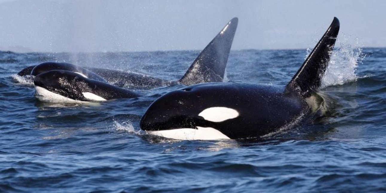 Eine Arte-Doku forscht nacch Gründen für Orca-Attacken auf Botte in der Straße von Gribraltar.