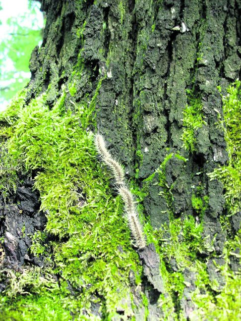 Prozessionsartige Fortbewegung: Daher haben die Raupen des Eichenprozessionsspinners ihren Namen.  Bild: z