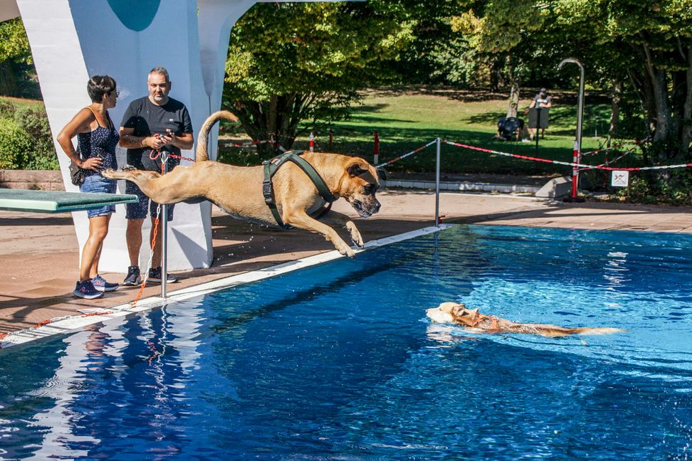 Ab ins kühle Nass: Ein Riesenspaß, offensichtlich auch für Vierbeiner. Bild: Dettenmeyer