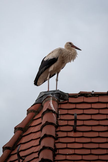 Der Weißstorch kann ein Alter von über 35 Jahren erreichen.