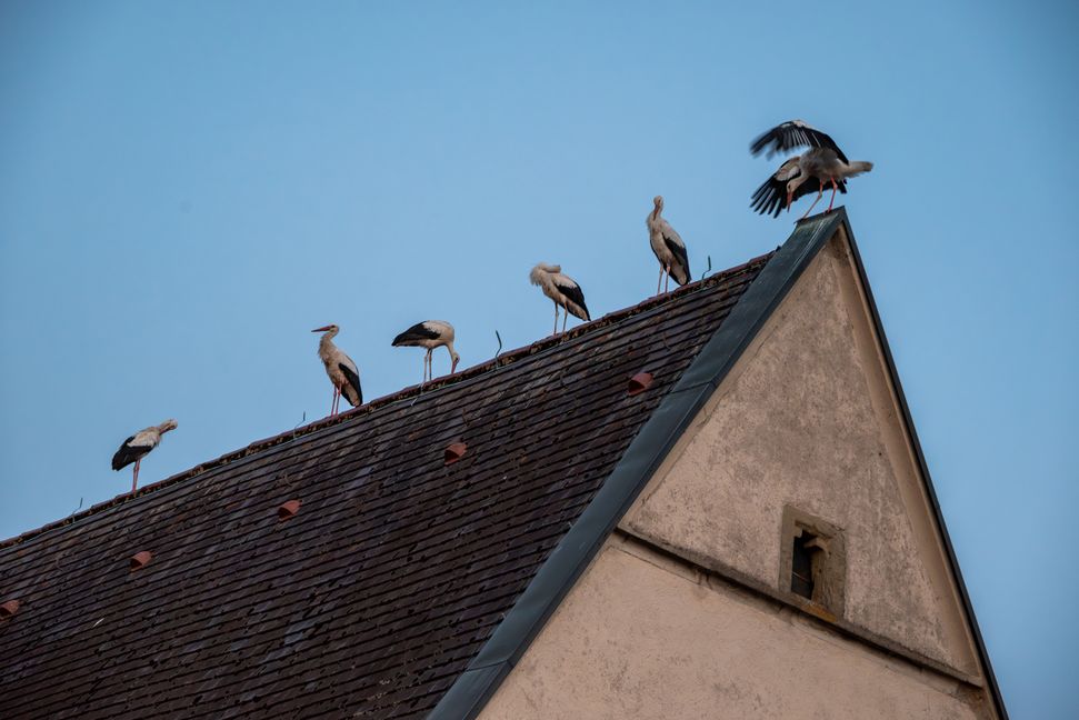 Weißstörche sind etwa 80 bis 100 cm lang und haben eine Flügelspannweite von etwa 200 bis 220 cm.