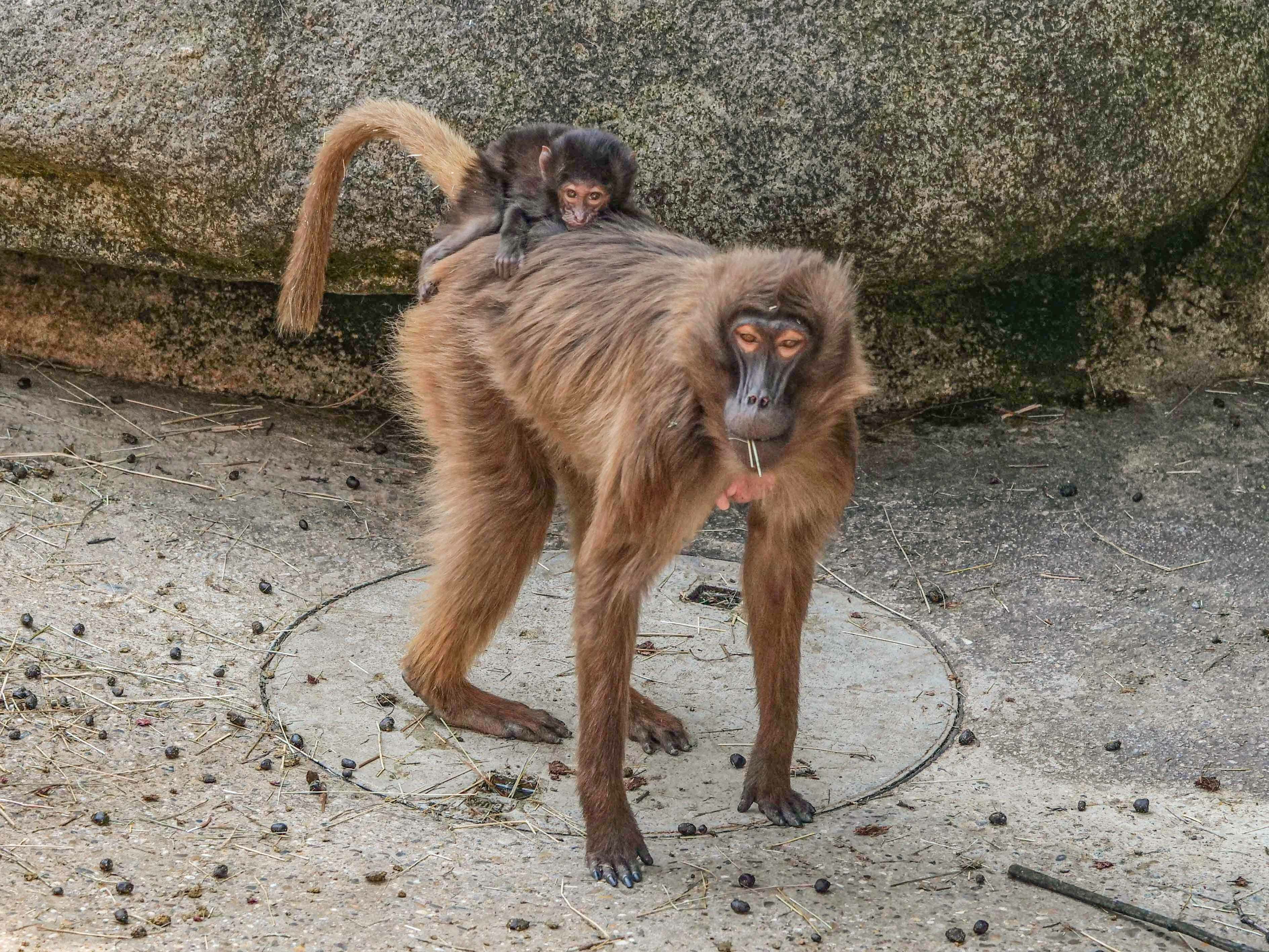 Anfangs tragen die Dschelada-Mütter ihre Neugeborenen unter dem Bauch. Wenn die Jungtiere älter werden, reiten sie auch mal auf dem Rücken, wie hier in der Wilhelma in Stuttgart.