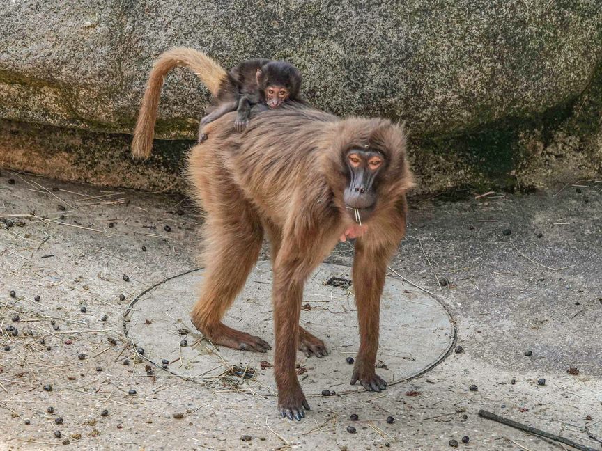 Anfangs tragen die Dschelada-Mütter ihre Neugeborenen unter dem Bauch. Wenn die Jungtiere älter werden, reiten sie auch mal auf dem Rücken, wie hier in der Wilhelma in Stuttgart.