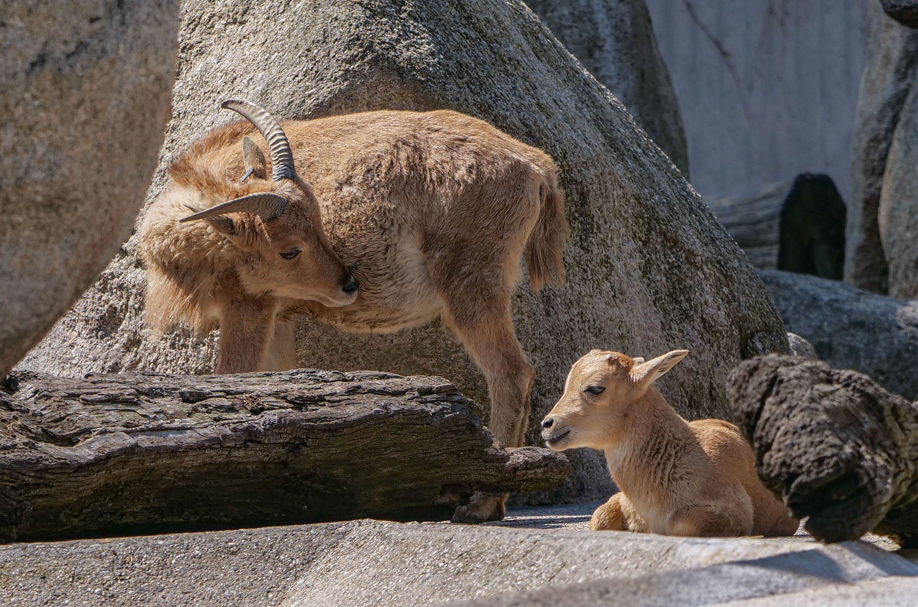 Im April sind auf der Felsenanlage in der Wilhelma in Stuttgart zwei Lämmer der Mähnenspringer geboren worden.