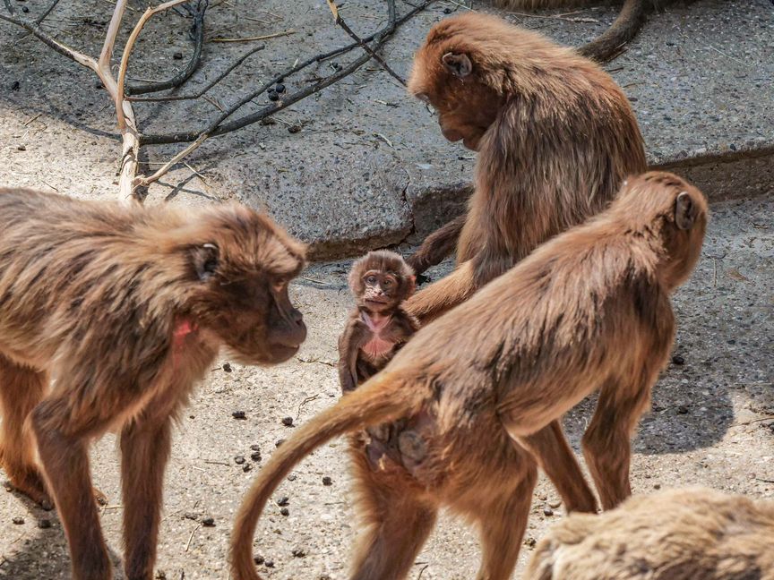 Umgeben von erwachsenen Dscheladas wirken die wenige Wochen alten Jungtiere in der Wilhelma in Stuttgart winzig.