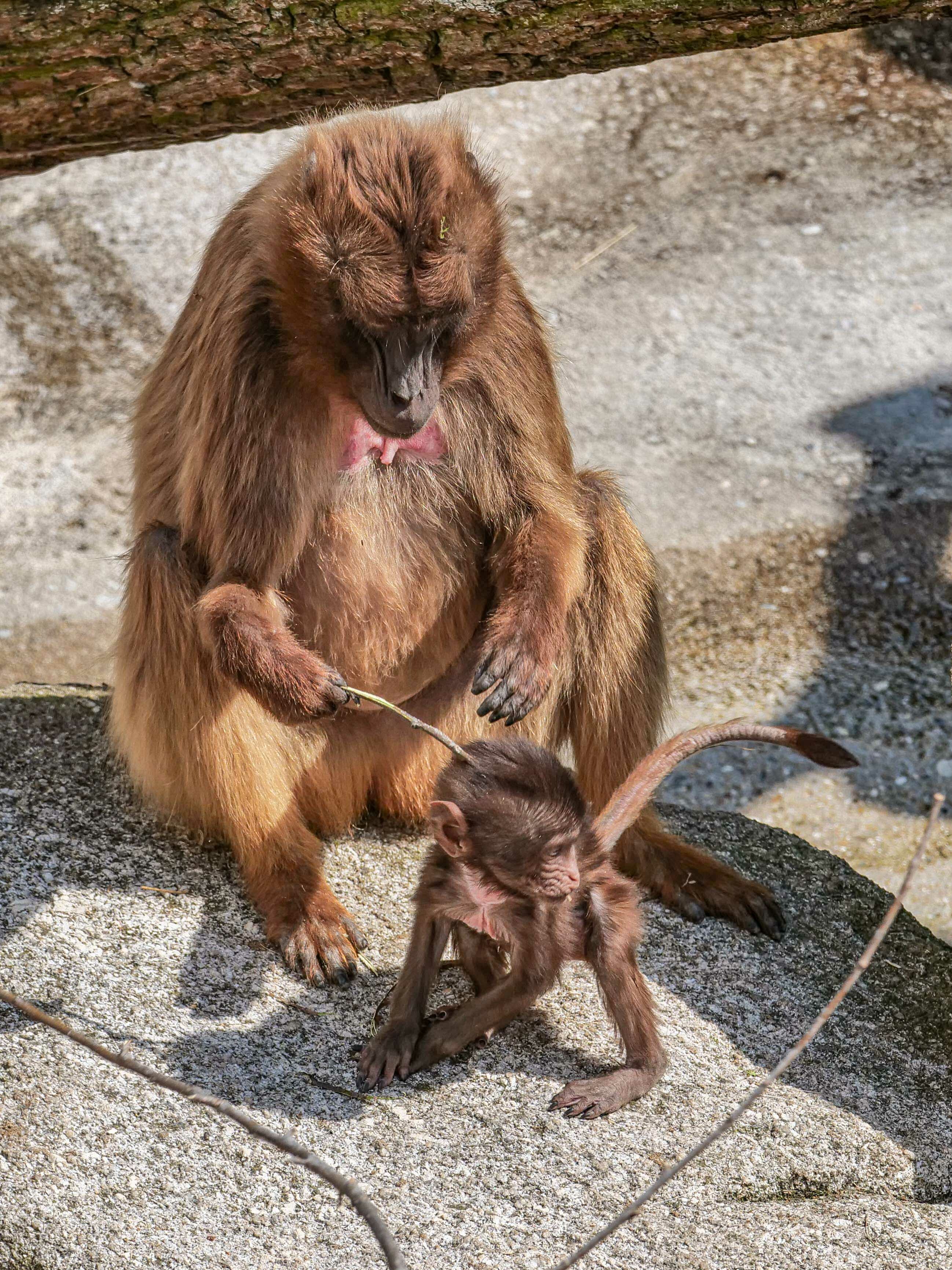 Je aktiver die jungen Dscheladas werden, umso besser müssen die Mütter auf die Jungtiere in der Wilhelma in Stuttgart Acht geben.